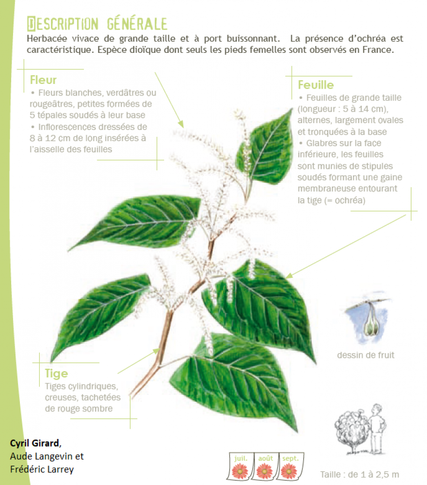 Reynoutria japonica Houtt., 1777